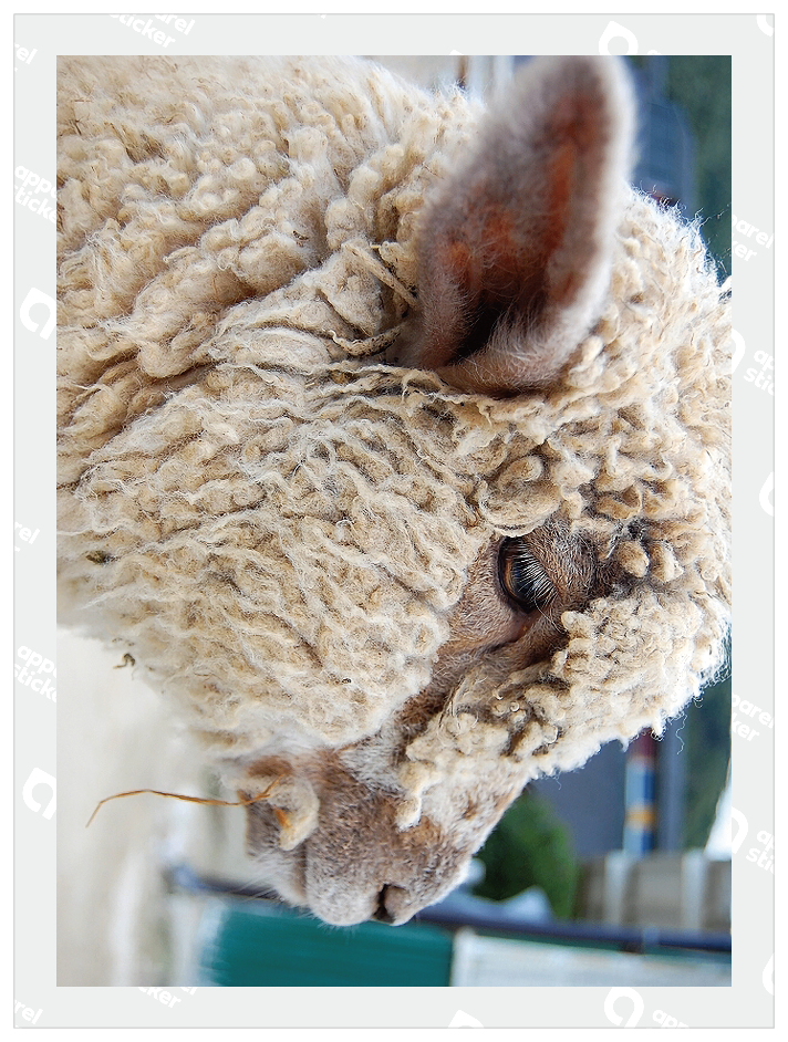 Photo_animal_01