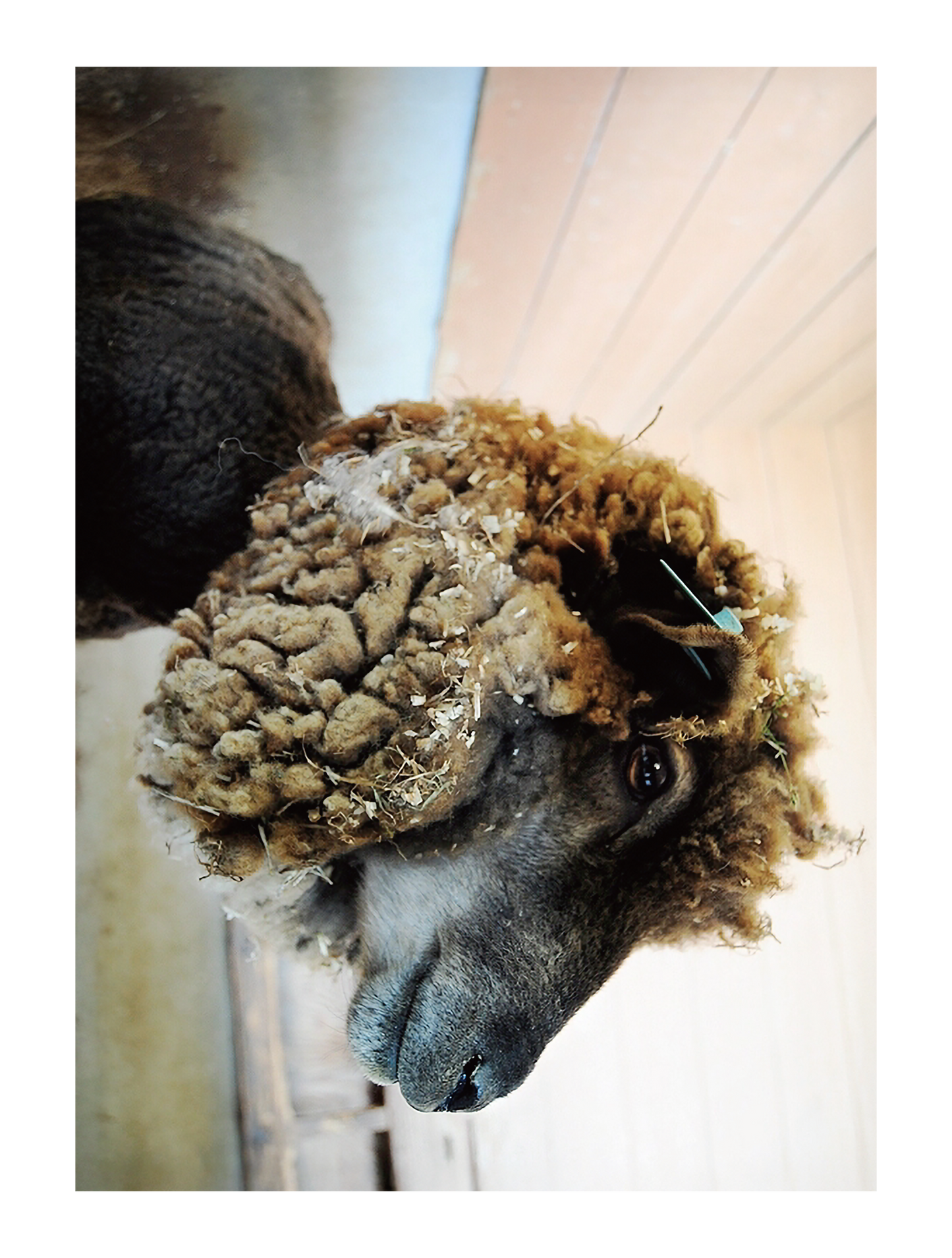 Photo_animal_02