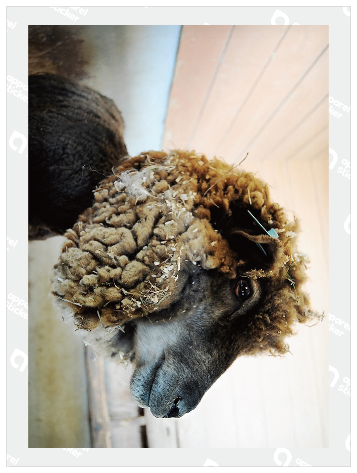Photo_animal_02