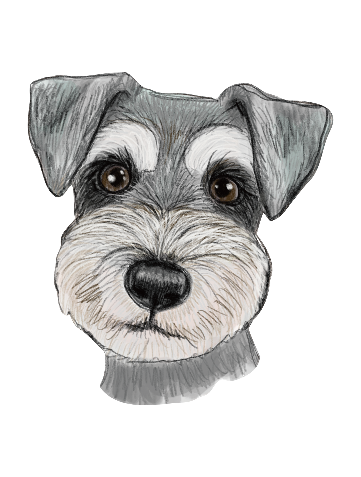 Refined Sketch Dog_miniatureschnauzer