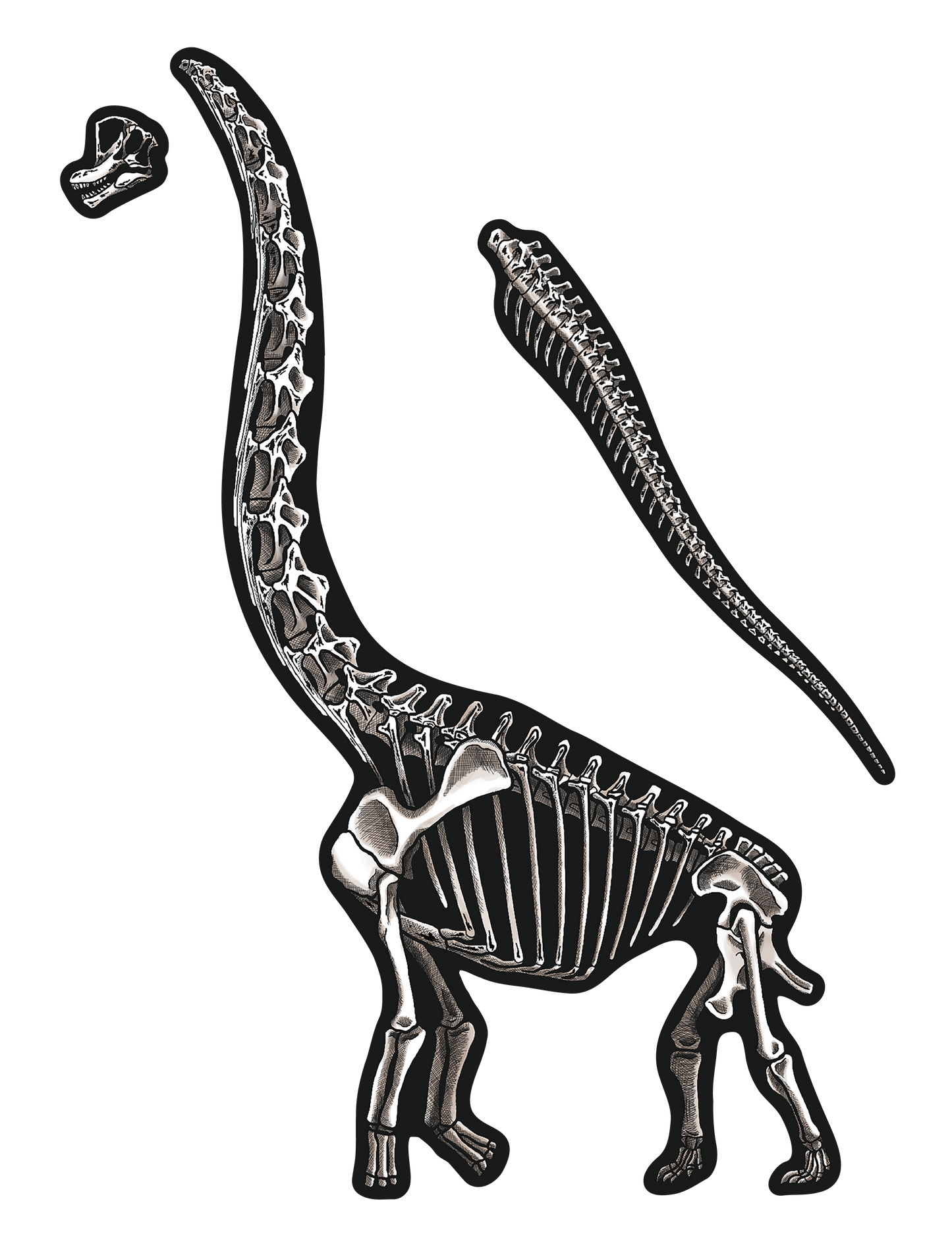 化石_ブラキオサウルス