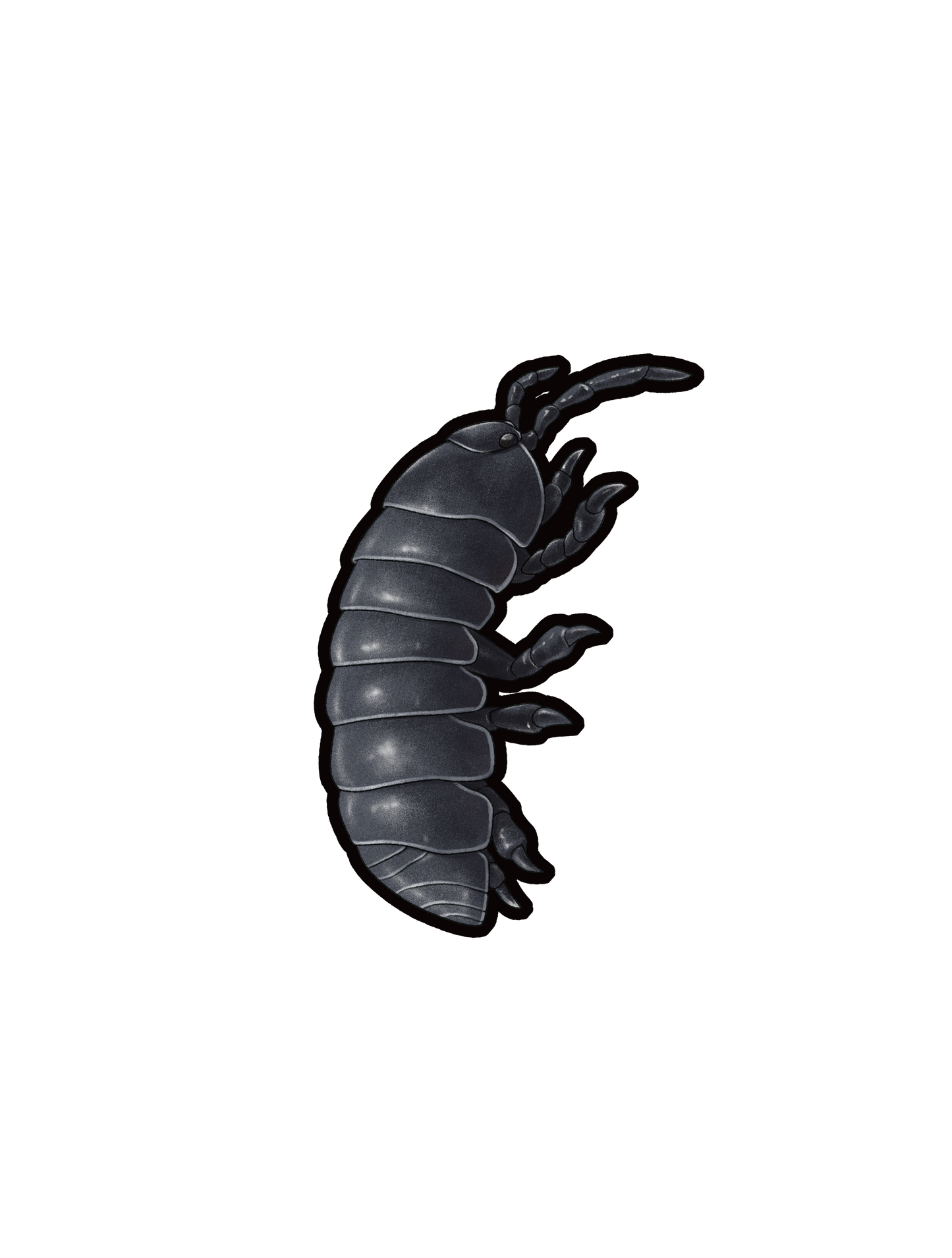 昆虫_ダンゴムシ_R
