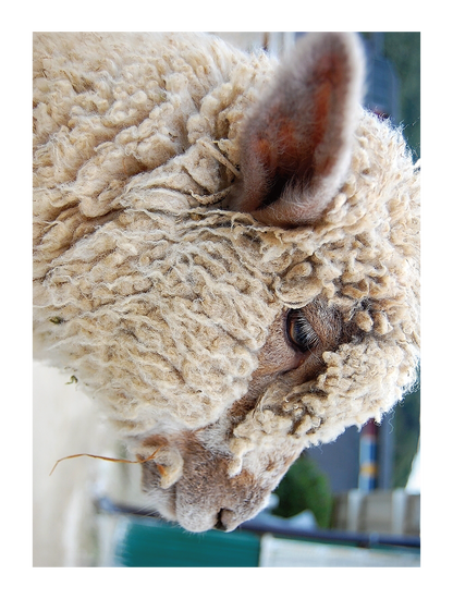 Photo_animal_01