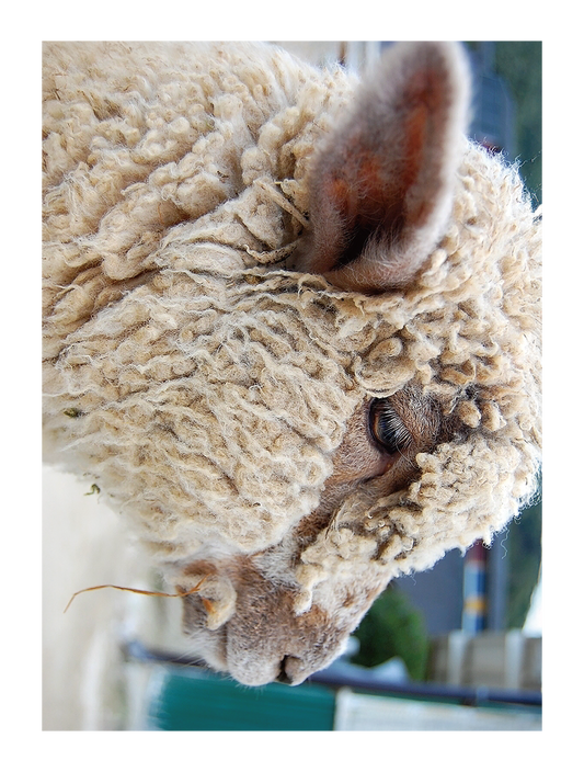 Photo_animal_01