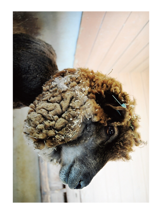 Photo_animal_02