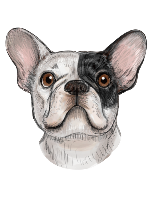 Refined Sketch Dog_frenchbulldog