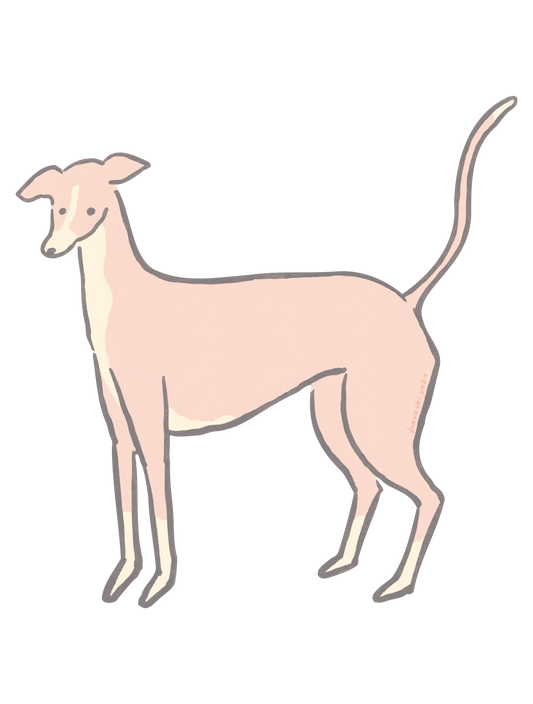 おしゃれ犬_イタグレ