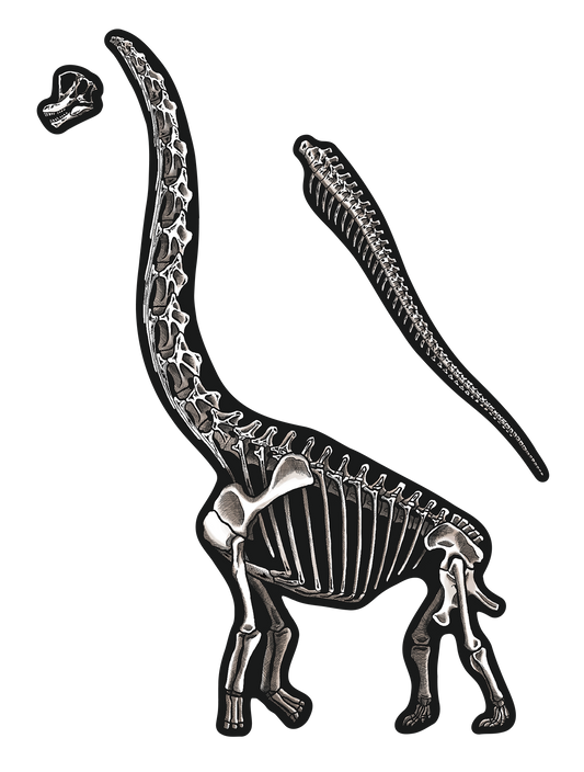 化石_ブラキオサウルス