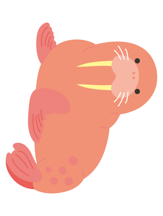 海の生き物_セイウチ