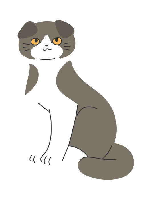 キャットT_スコティッシュフォールド