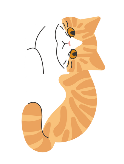 キャットT_エキゾチックショートヘア