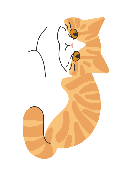 キャットT_エキゾチックショートヘア