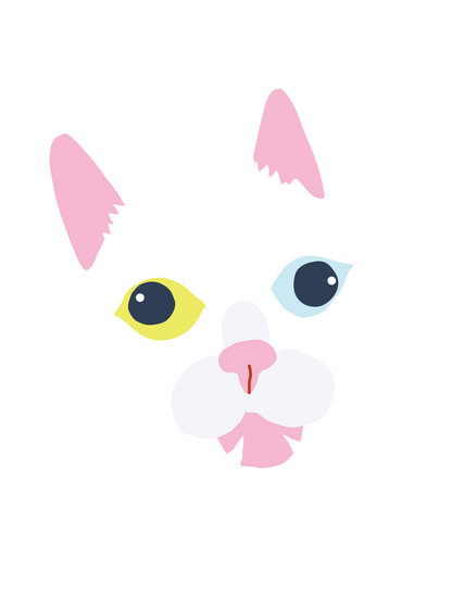 白猫