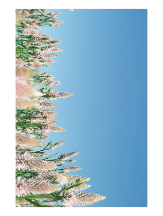 kiwi_フォト_07